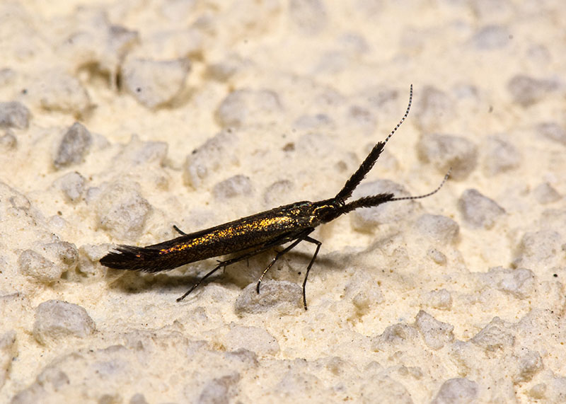 Coleophoridae Coleophora mayrella ?